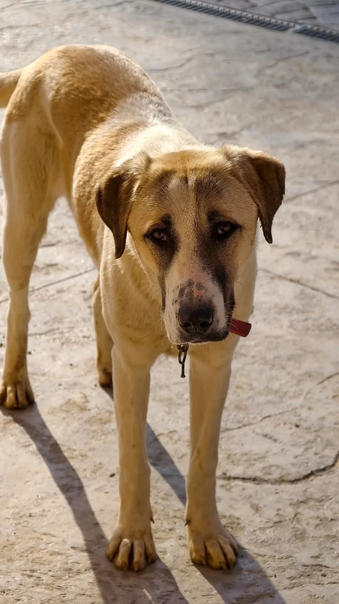 Berta, female Mixed Breed for adoption at Strays Without Borders, Skopje