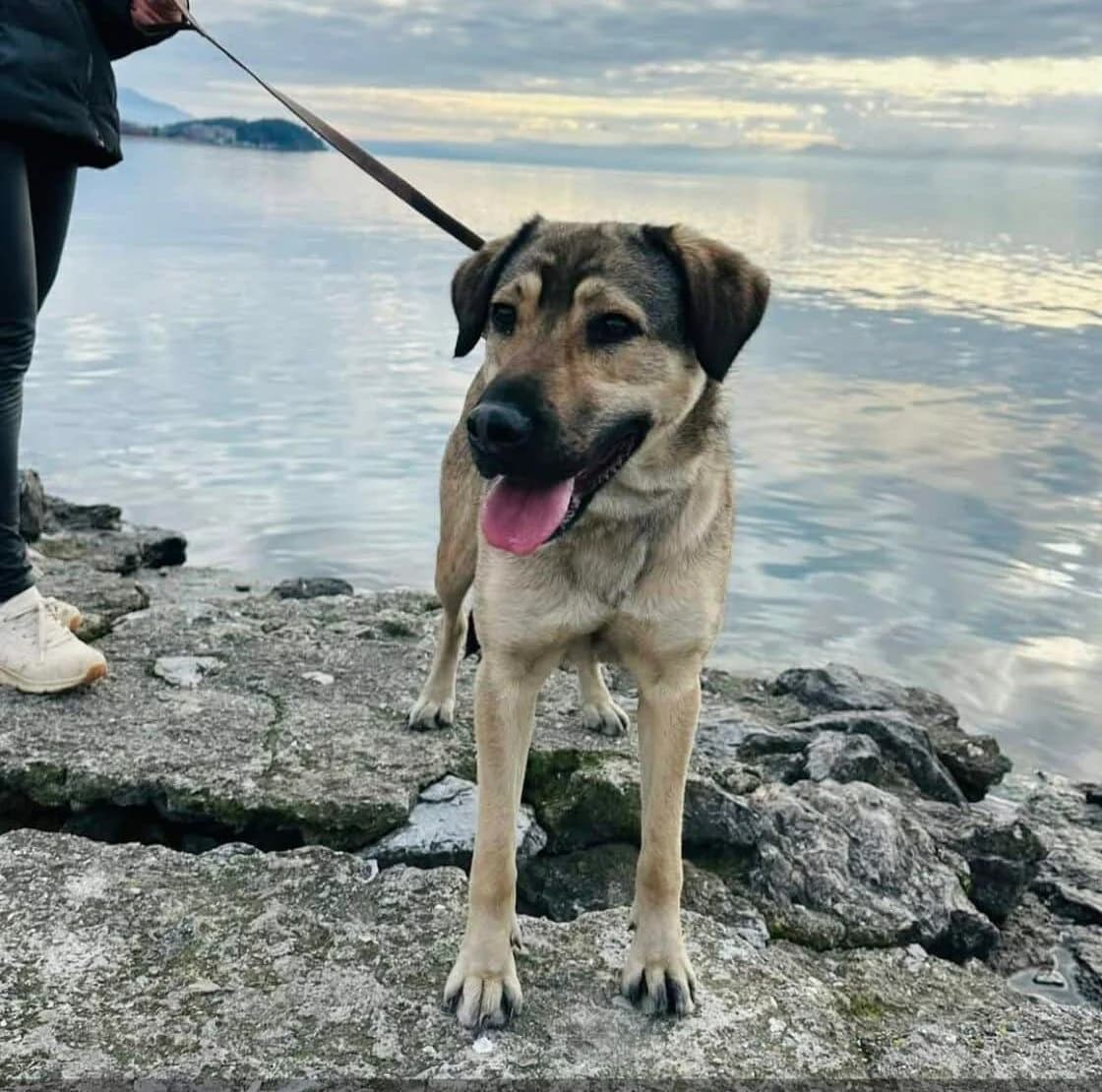 Lana, female Mixed Breed for adoption at Strays Without Borders, Skopje