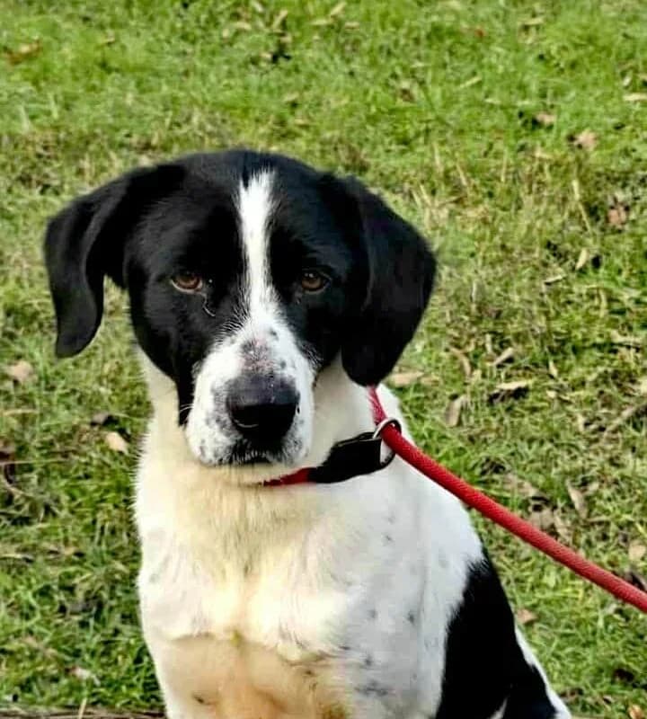 Tiffy, female Mixed Breed for adoption at Strays Without Borders, Skopje