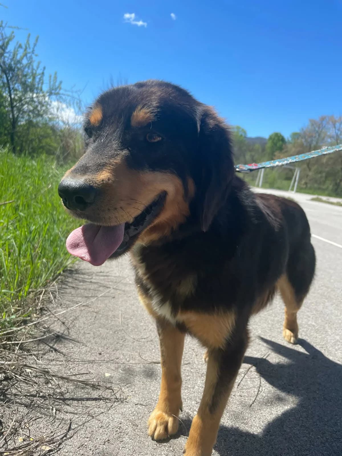 Cooper, male Mixed Breed for adoption at Strays Without Borders, Skopje