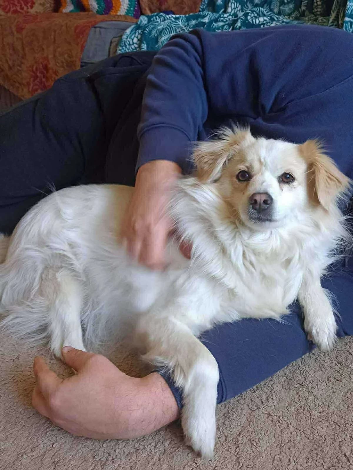 Freya, female Mixed Breed for adoption at Strays Without Borders, Skopje