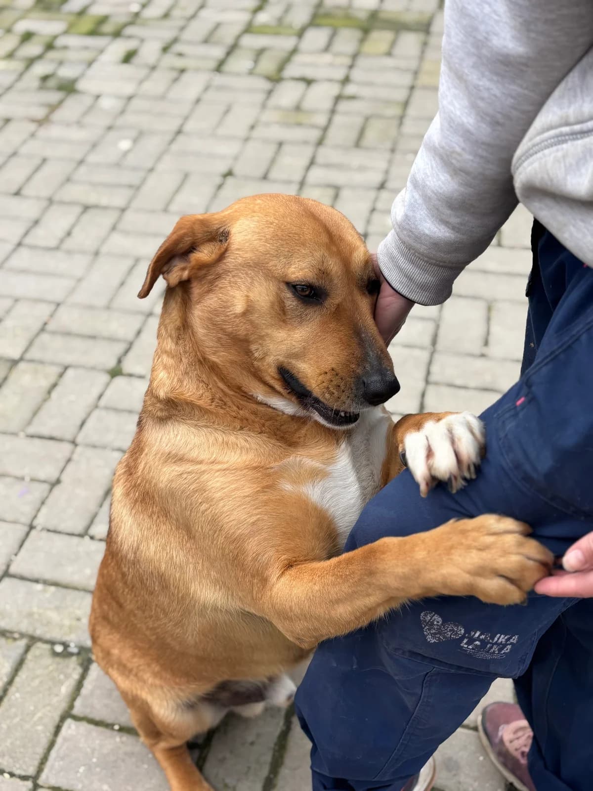Spike, male Mixed Breed for adoption at Strays Without Borders, Skopje