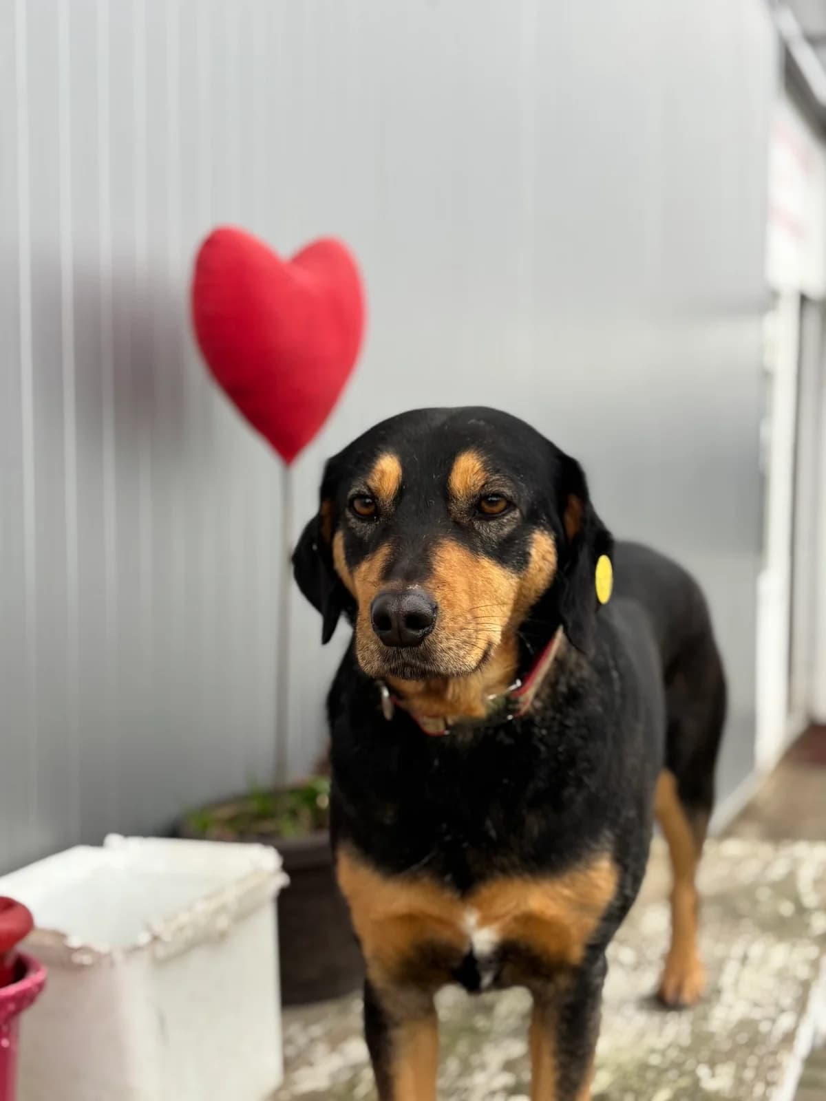 Zone, female Mixed Breed for adoption at Strays Without Borders, Skopje