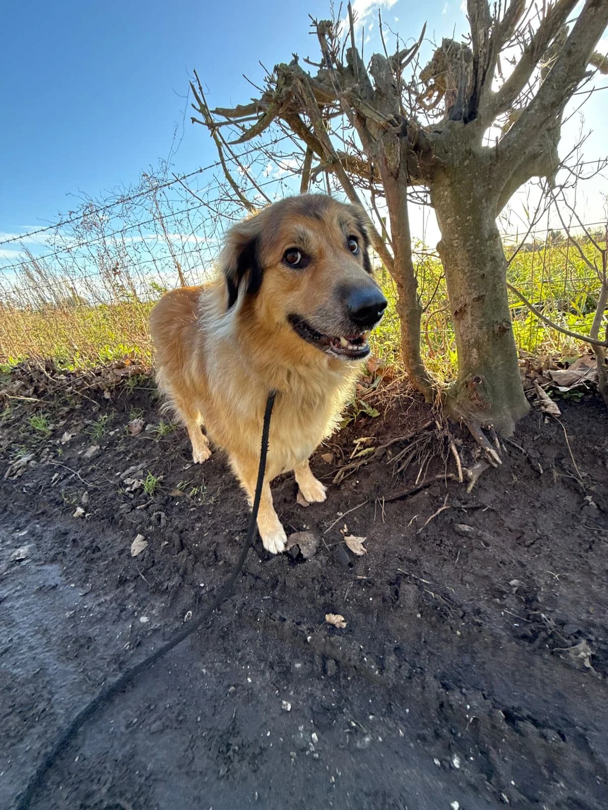 Goldie, female Mixed Breed for adoption at Strays Without Borders, Skopje