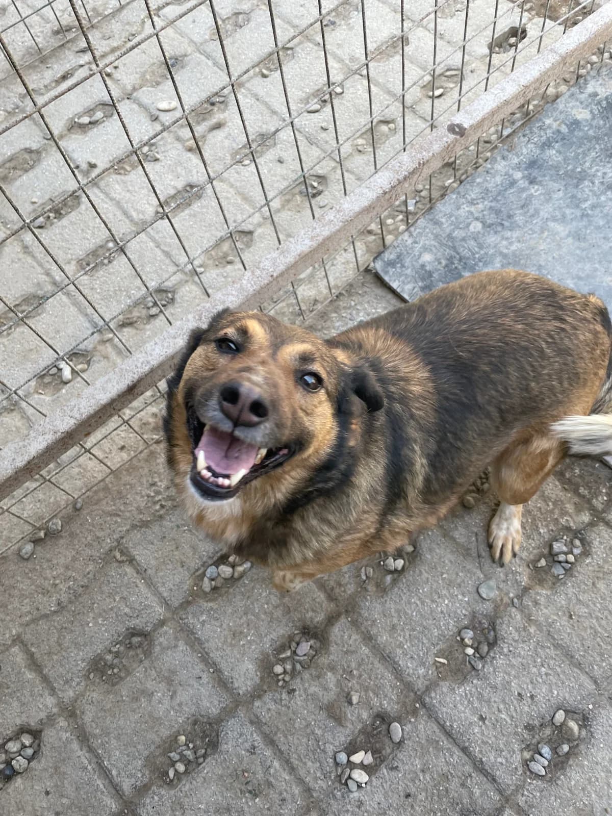 Camila, female Mixed Breed for adoption at Strays Without Borders, Skopje