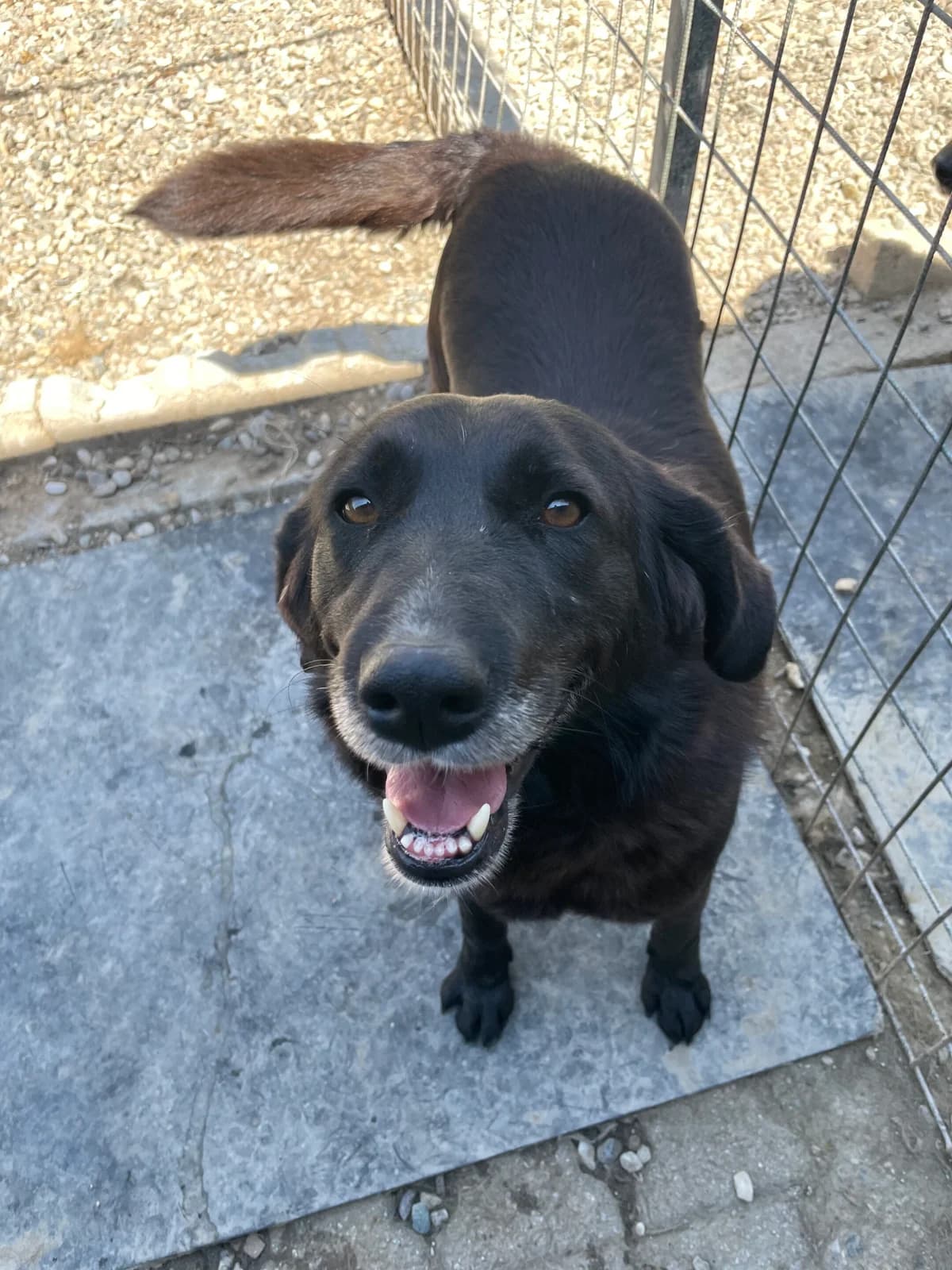 Liberty, female Mixed Breed for adoption at Strays Without Borders, Skopje