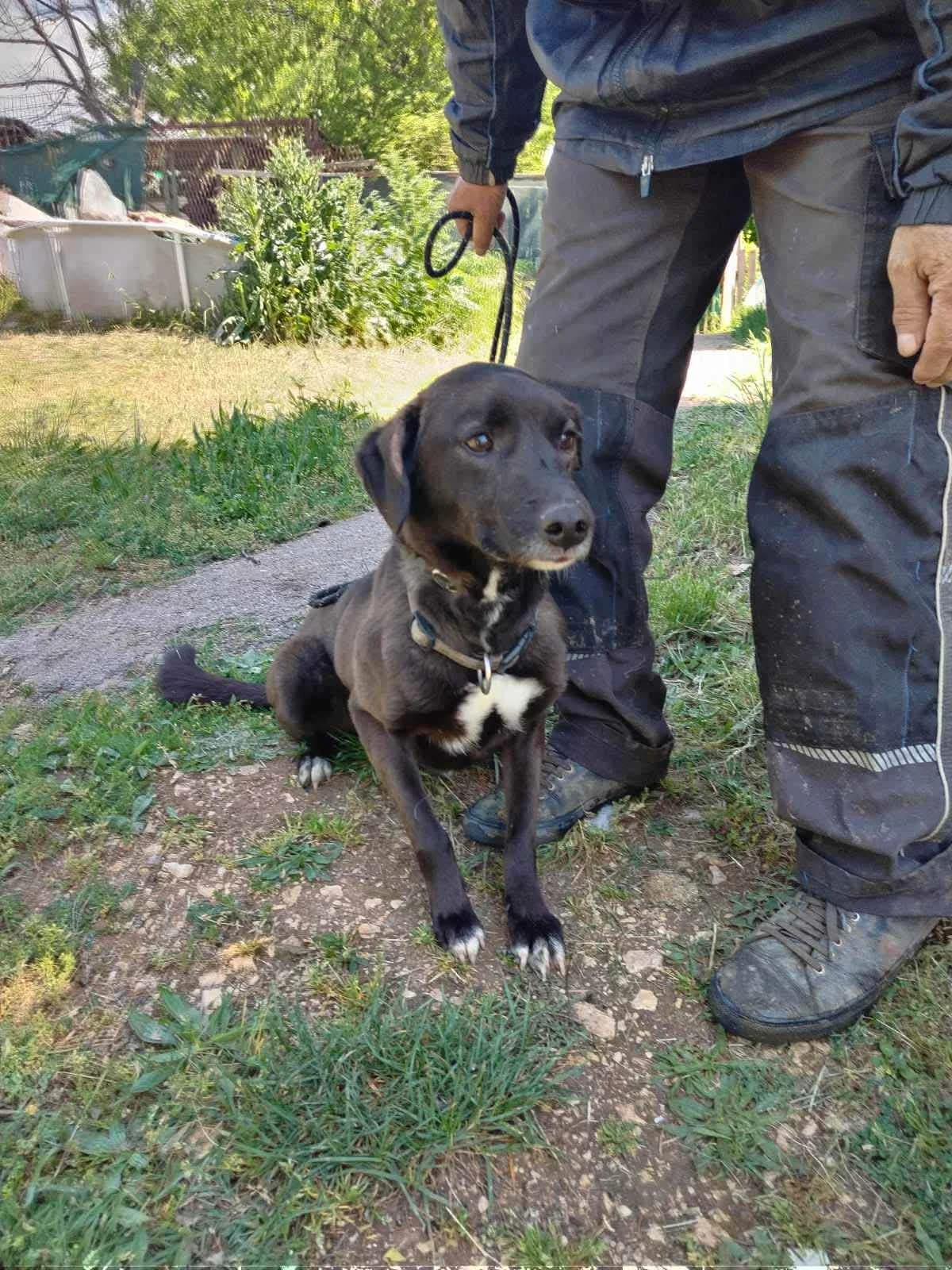 Lilly, female Mixed Breed for adoption at Strays Without Borders, Skopje