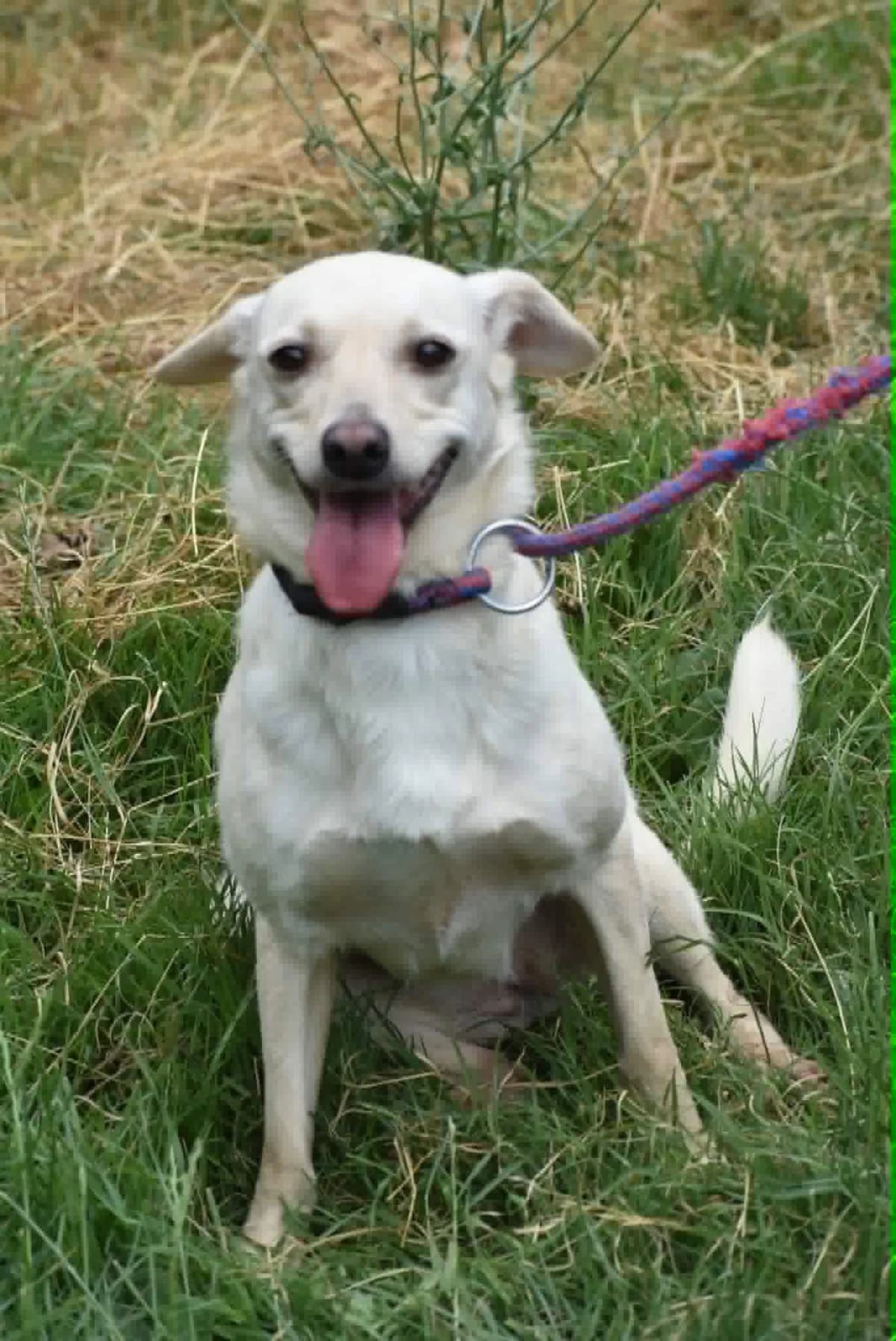 Belka, female Mixed Breed for adoption at Strays Without Borders, Skopje