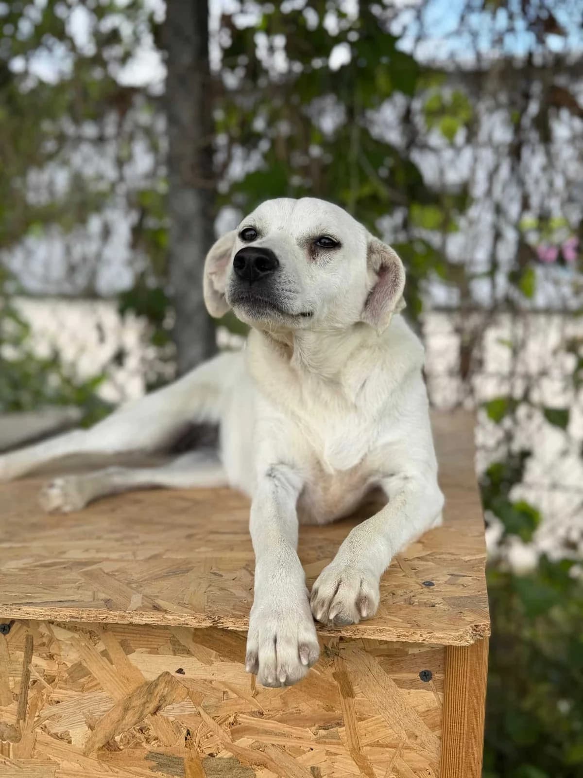 Bella, female Mixed Breed for adoption at Strays Without Borders, Skopje