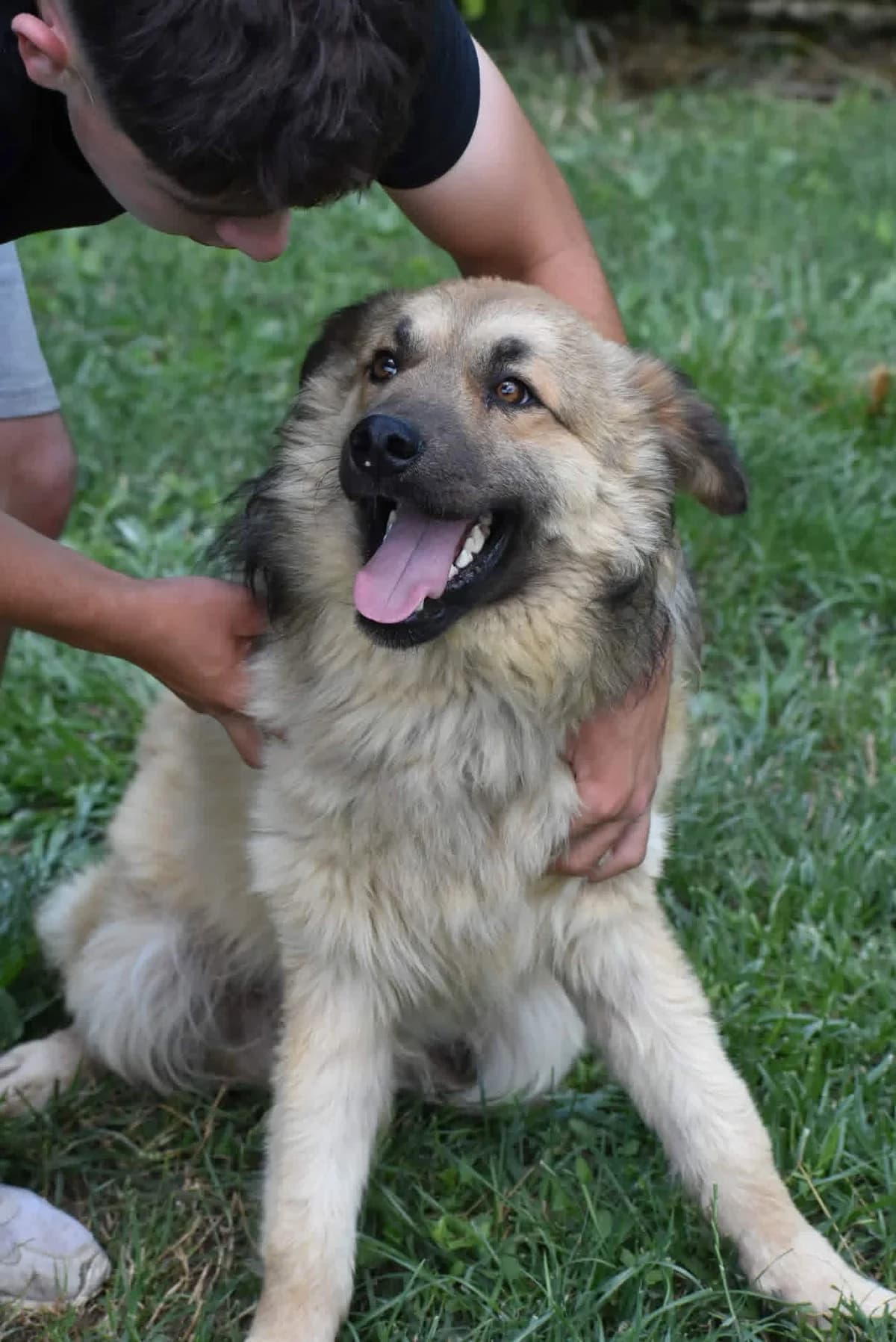 Fredi, male Mixed Breed for adoption at Strays Without Borders, Skopje