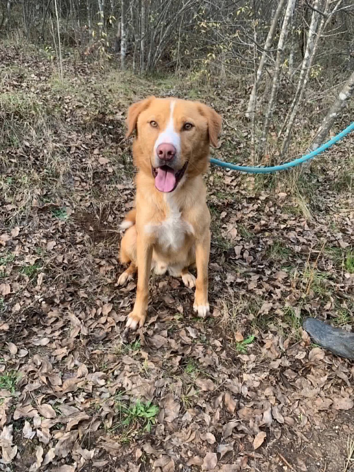 Bubi, male Mixed Breed for adoption at Strays Without Borders, Skopje