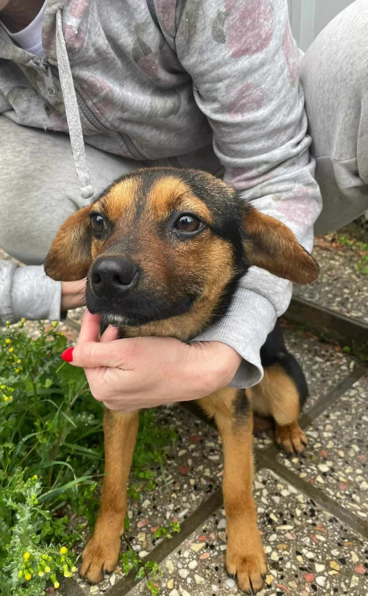 Roo, male Mixed Breed for adoption at Strays Without Borders, Skopje