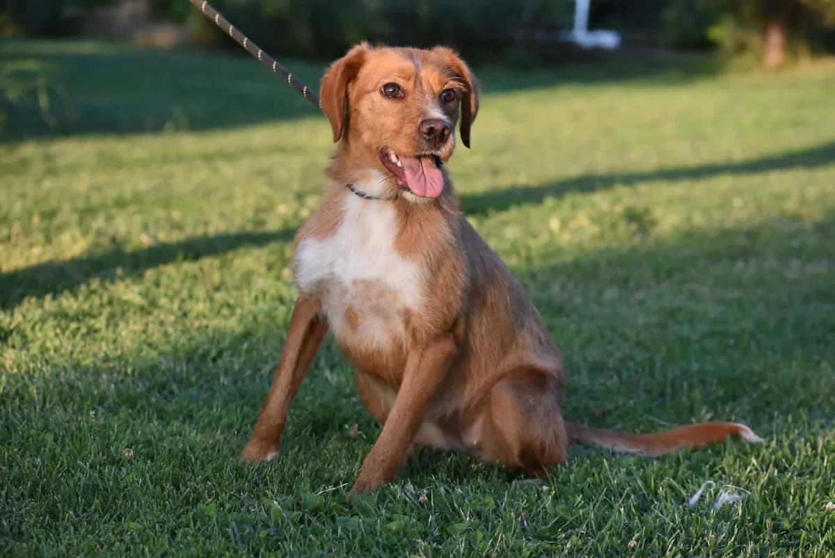 Mabel, female mixed breed for adoption at Strays Without Borders, Skopje