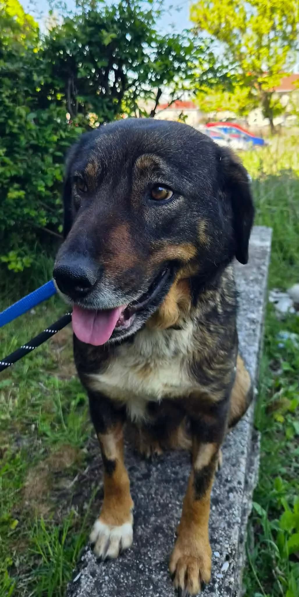 Vana, female Mixed Breed for adoption at Strays Without Borders, Skopje