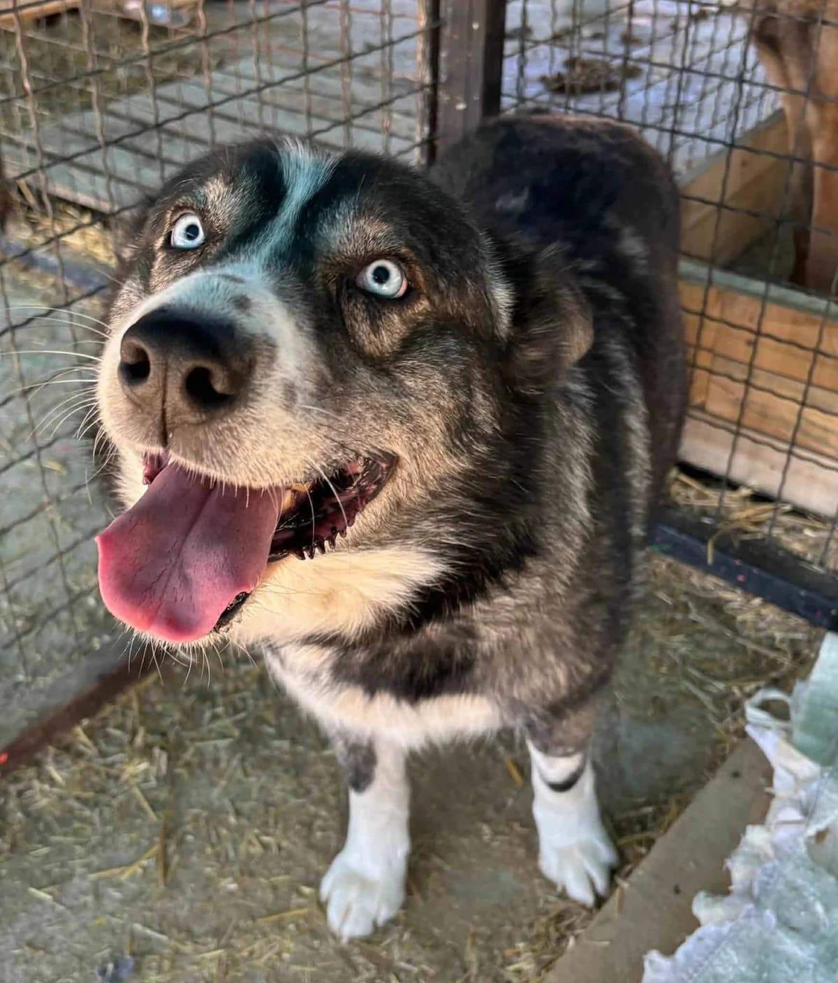 Alex, male Husky for adoption at Strays Without Borders, Skopje
