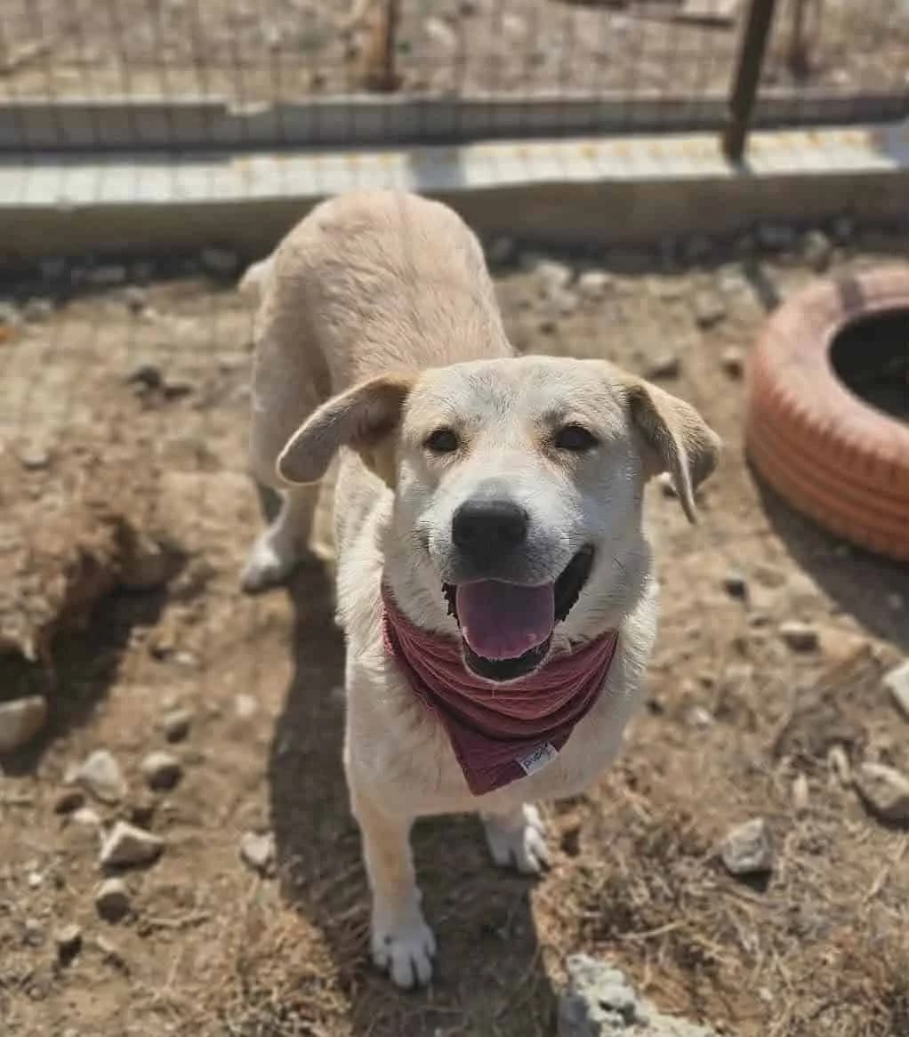 Meda, female mixed breed for adoption at Strays Without Borders, Skopje