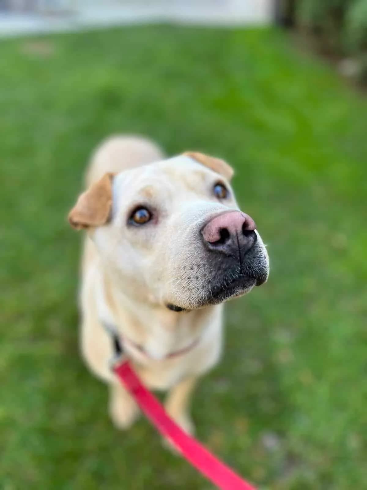 Reserved – Shara, female Labrador Retriever for adoption at Strays Without Borders, Skopje