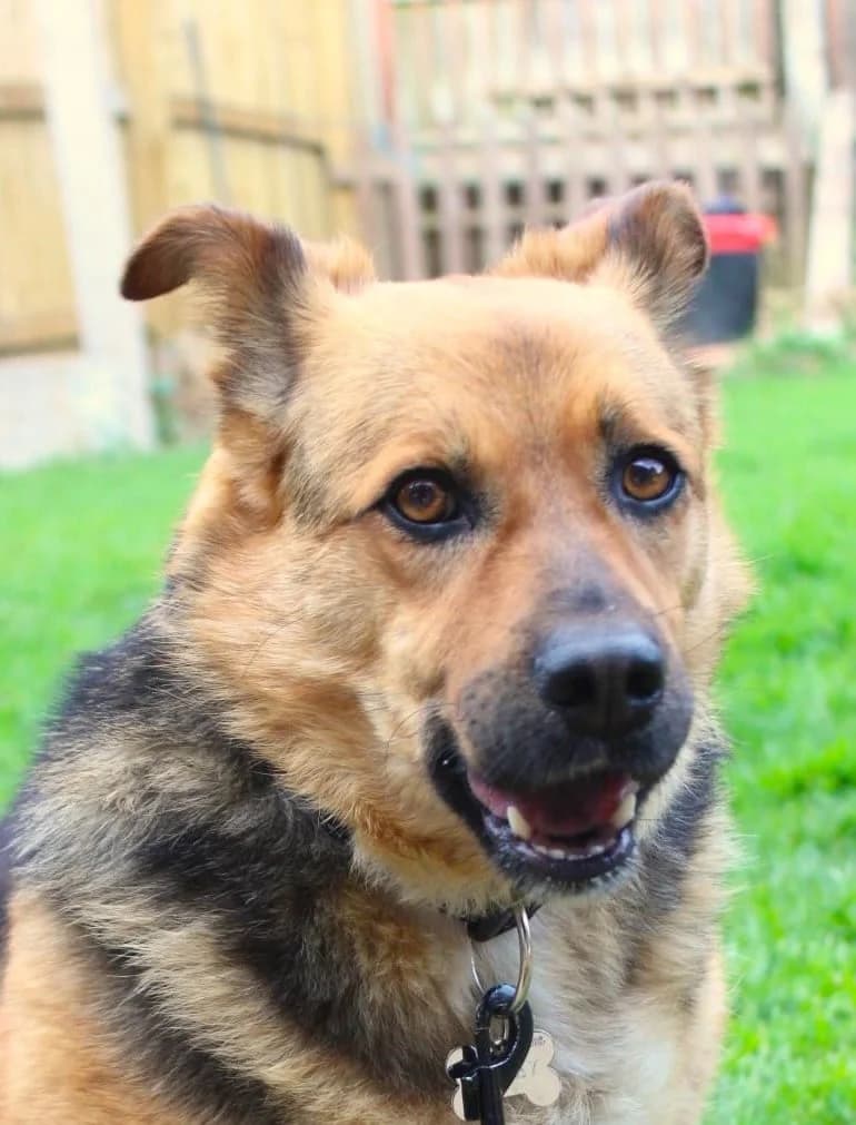 Lizzie, female 3yo mixed breed for adoption at Strays Without Borders, Skopje