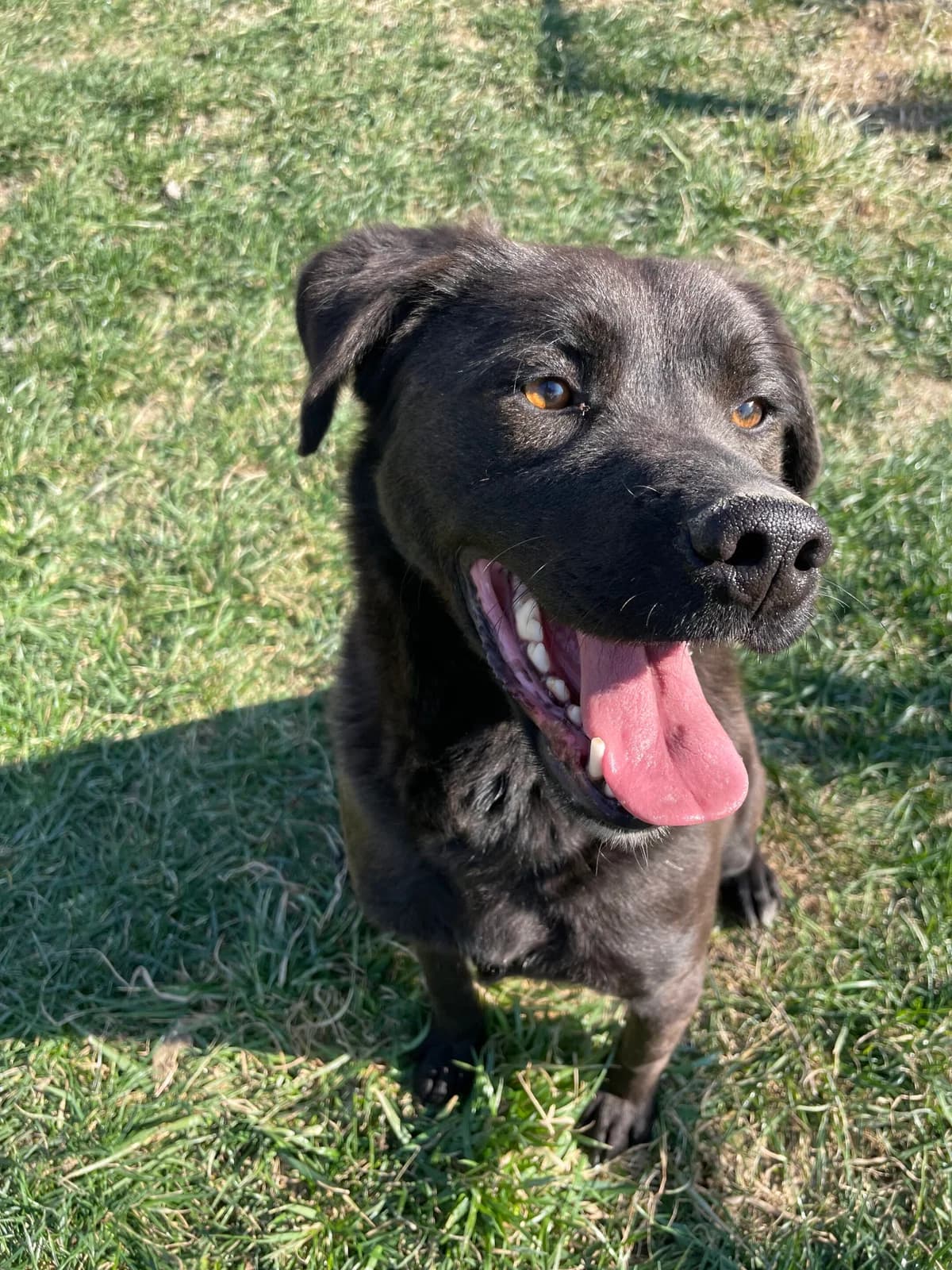 Reserved – Jake, male mixed breed for adoption at Strays Without Borders, Skopje