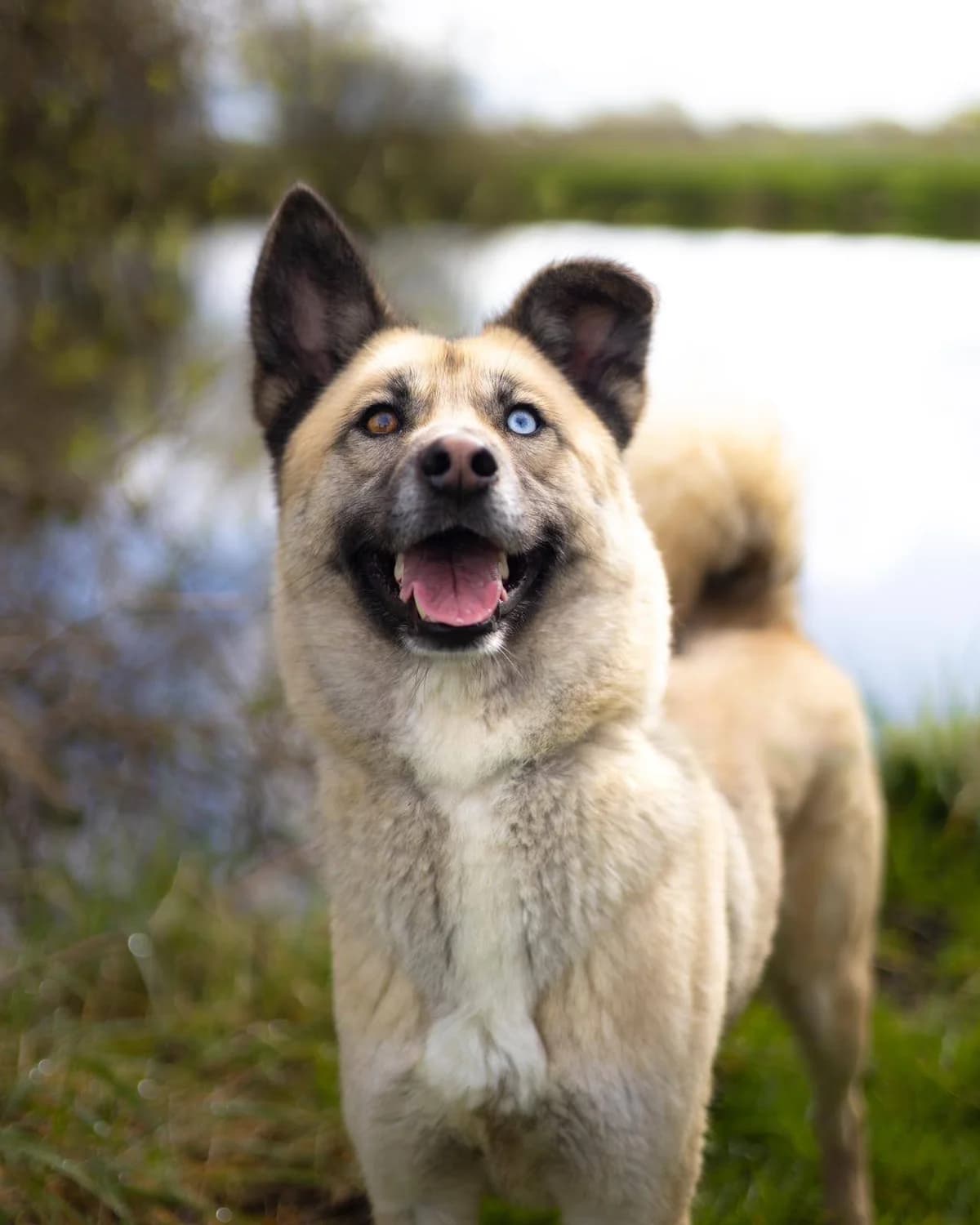 Fiji, male Husky for adoption at Strays Without Borders, Skopje