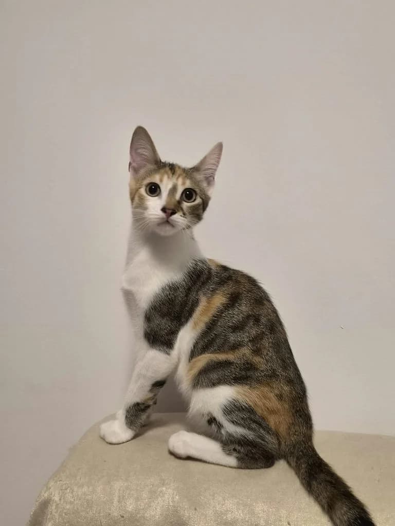 Bea, female puppy Mixed Breed for adoption at CSAF Malta, Bormla