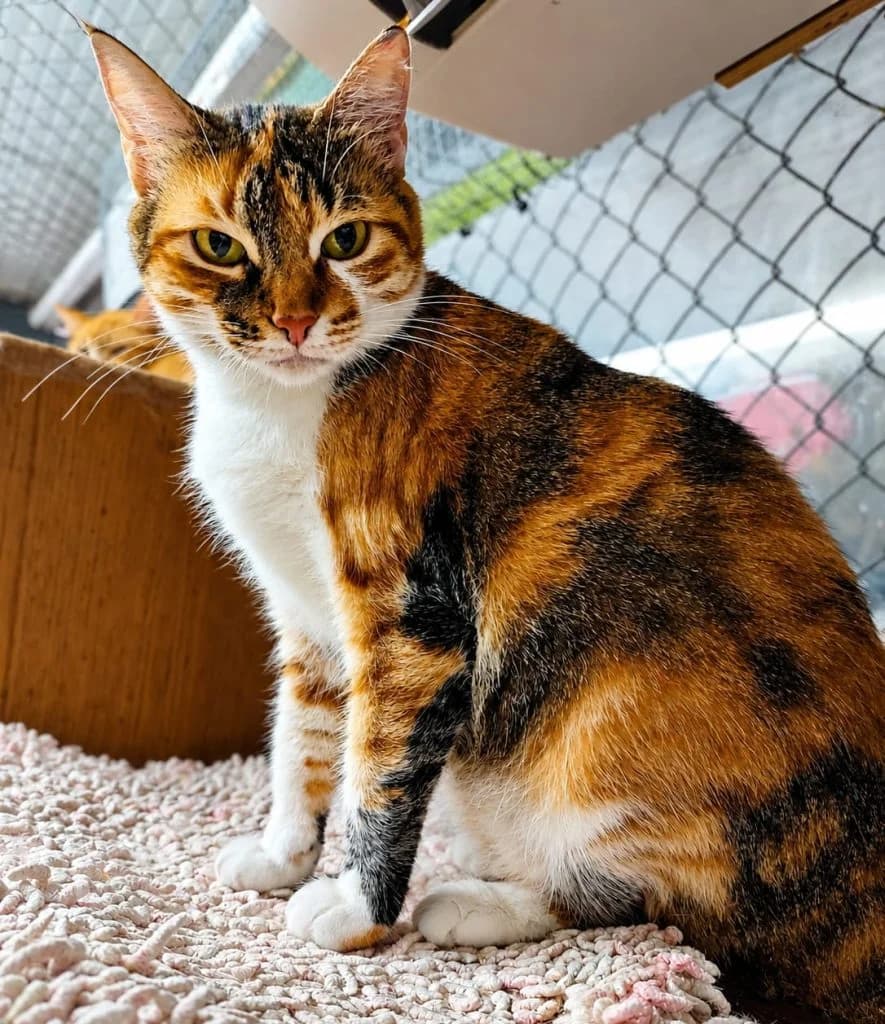Florentine, female 3yo Mixed Breed for adoption at CSAF Malta, Bormla