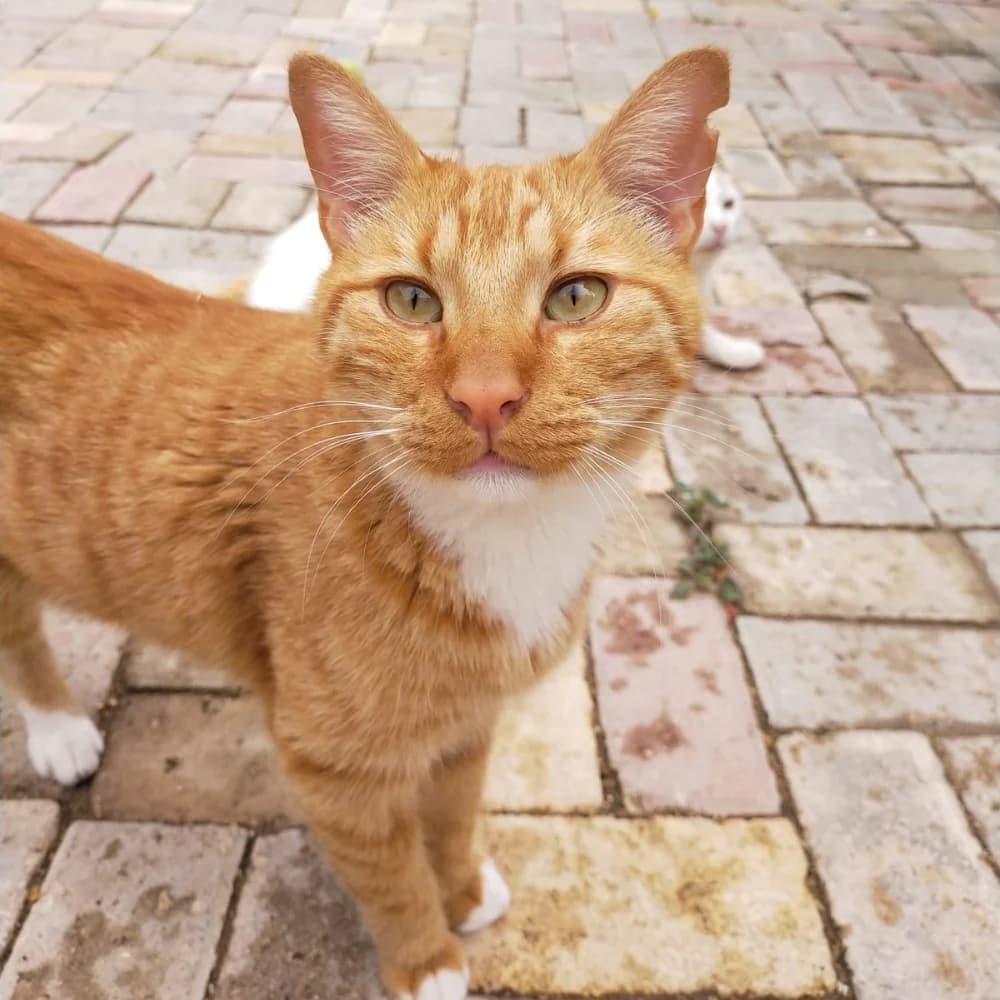 Gina, female 6yo Mixed Breed for adoption at CSAF Malta, Bormla
