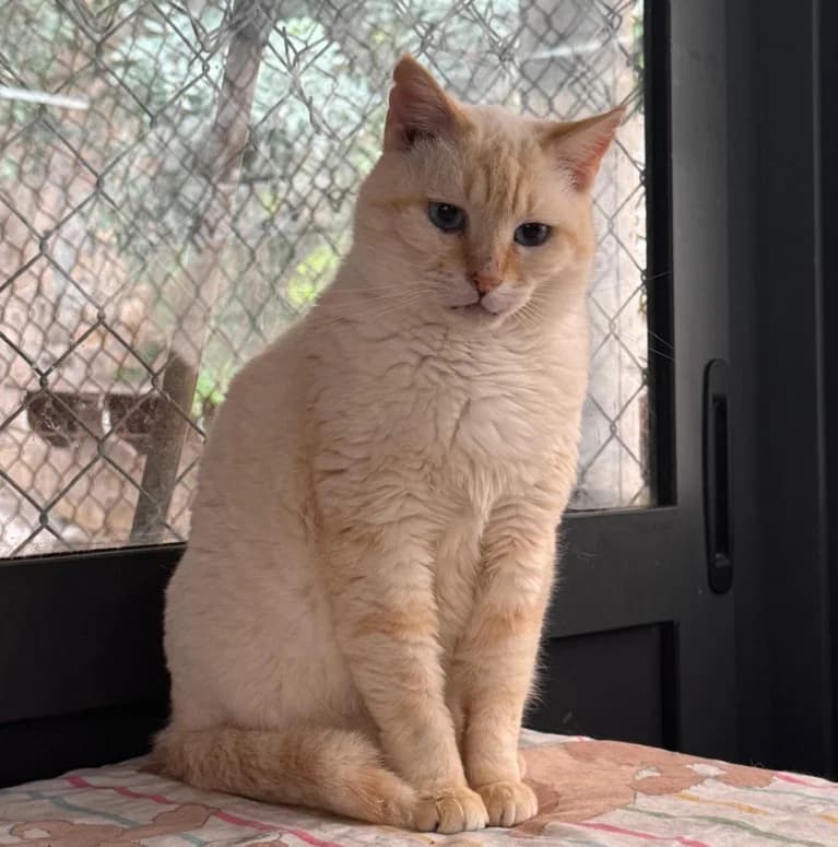 Jakie, female 5yo Mixed Breed for adoption at CSAF Malta, Bormla