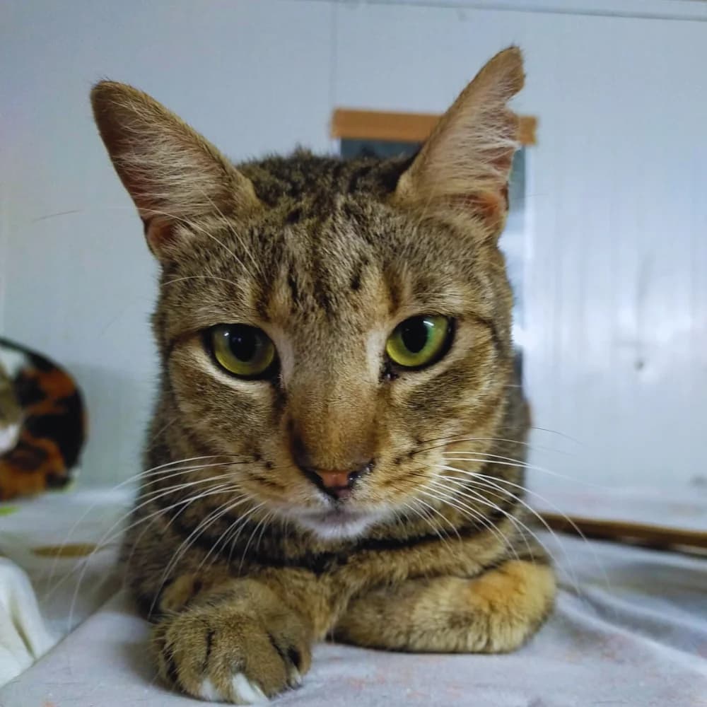Jane, female 4yo Mixed Breed for adoption at CSAF Malta, Bormla