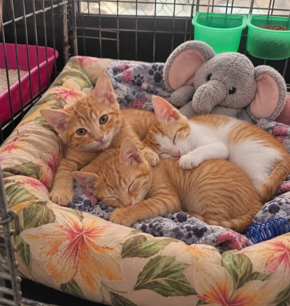 Larry, Harry & Barry, female puppy Mixed Breed for adoption at CSAF Malta, Bormla