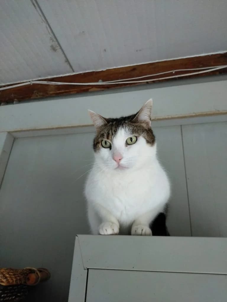 Lily, female 3yo Mixed Breed for adoption at CSAF Malta, Bormla