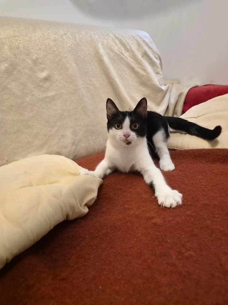 Milo, male puppy Mixed Breed for adoption at CSAF Malta, Bormla