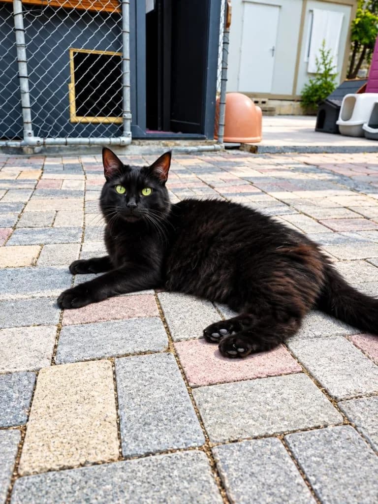 Nero, male 7yo Mixed Breed for adoption at CSAF Malta, Bormla