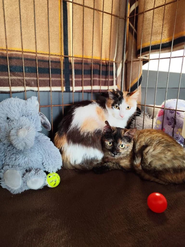 Pixie and Page, puppy Mixed Breed for adoption at CSAF Malta, Bormla