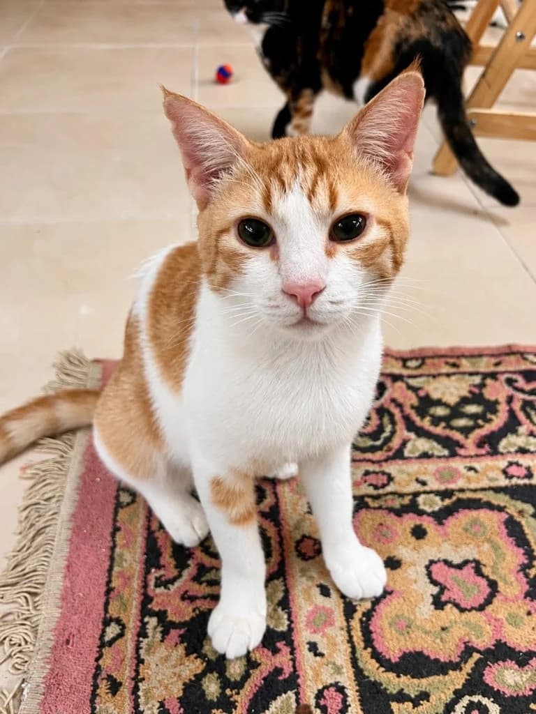 Russel, male young Mixed Breed for adoption at CSAF Malta, Bormla