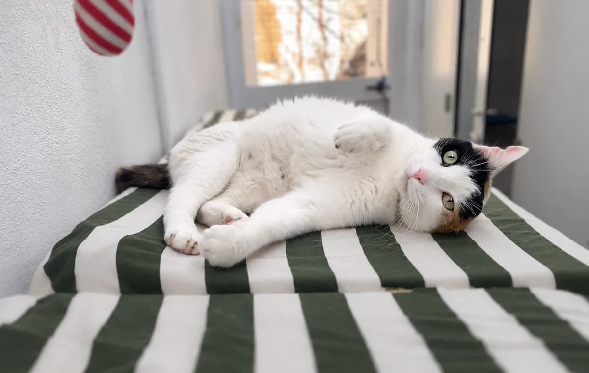 Betty, senior Mixed Breed Cat for adoption at MSPCA — Malta SPCA, Mspca