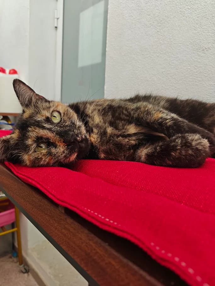 Dora, 6yo Mixed Breed Cat for adoption at MSPCA — Malta SPCA, Mspca