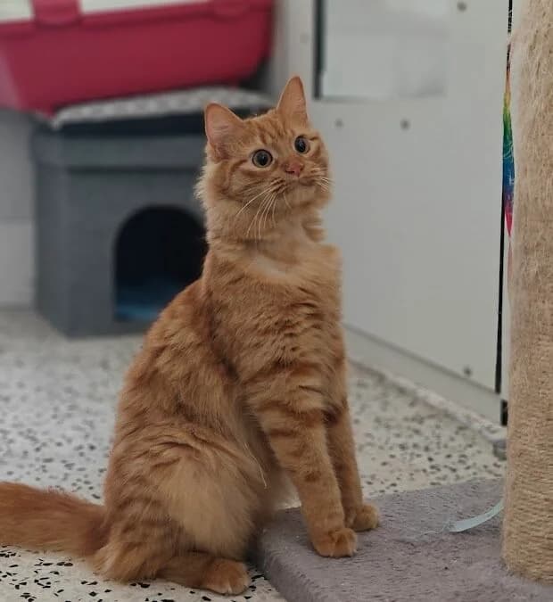 Dora, 6yo mixed breed for adoption at MSPCA — Malta SPCA, Mspca