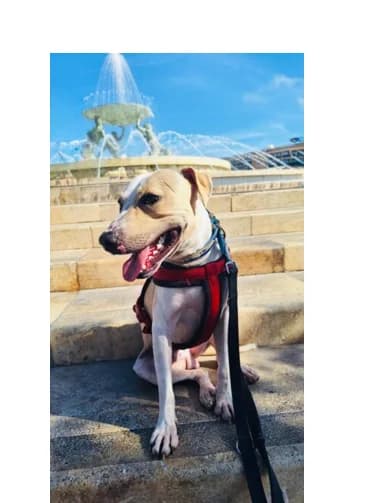 Scout, young American Staffordshire Terrier for adoption at MSPCA β Malta SPCA, Mspca