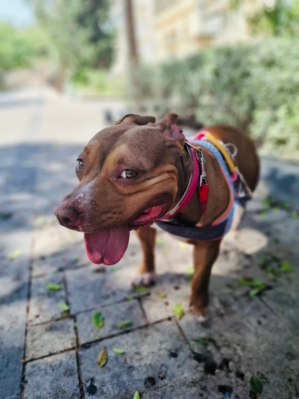 Sydney, female young mixed breed for adoption at MSPCA — Malta SPCA, Mspca