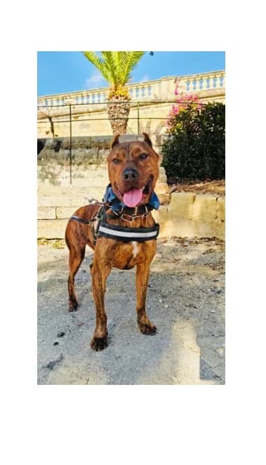 Toby, 4yo mixed breed for adoption at MSPCA β Malta SPCA, Mspca