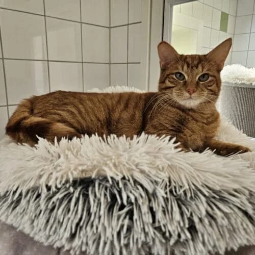 Dani – gereserveerd