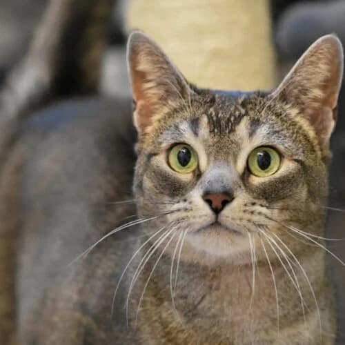 Moke – gereserveerd