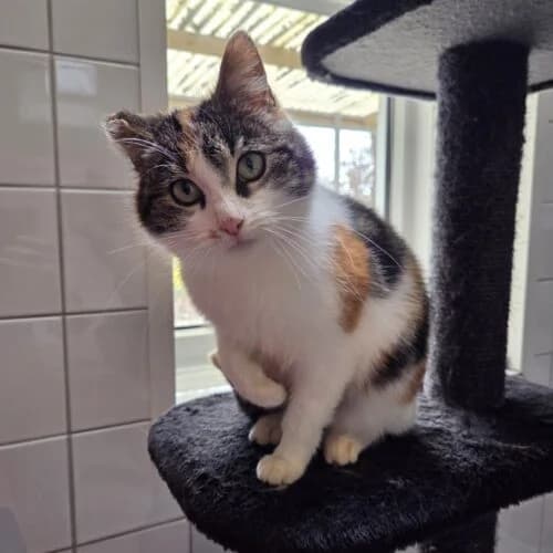 Sugar – gereserveerd