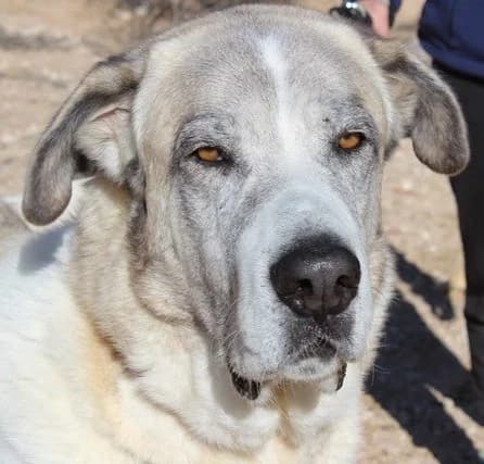 AQUILEO, male 6yo Mixed Breed for adoption at ALAS Rescue Team, NL-wide