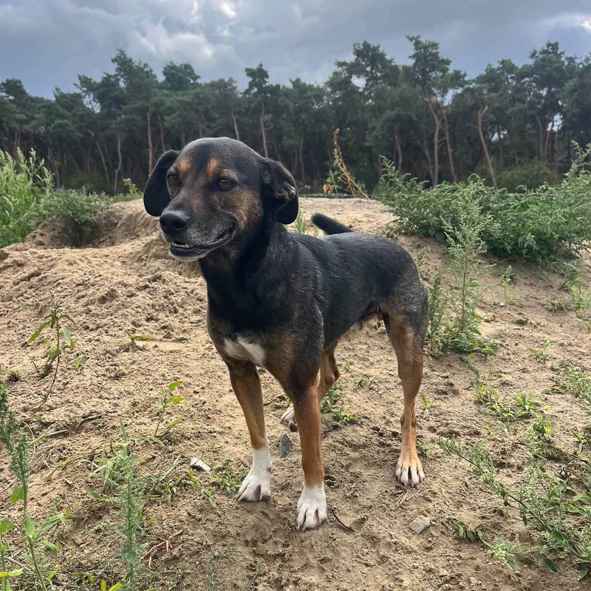 NANO, male young Mixed Breed for adoption at ALAS Rescue Team, NL-wide