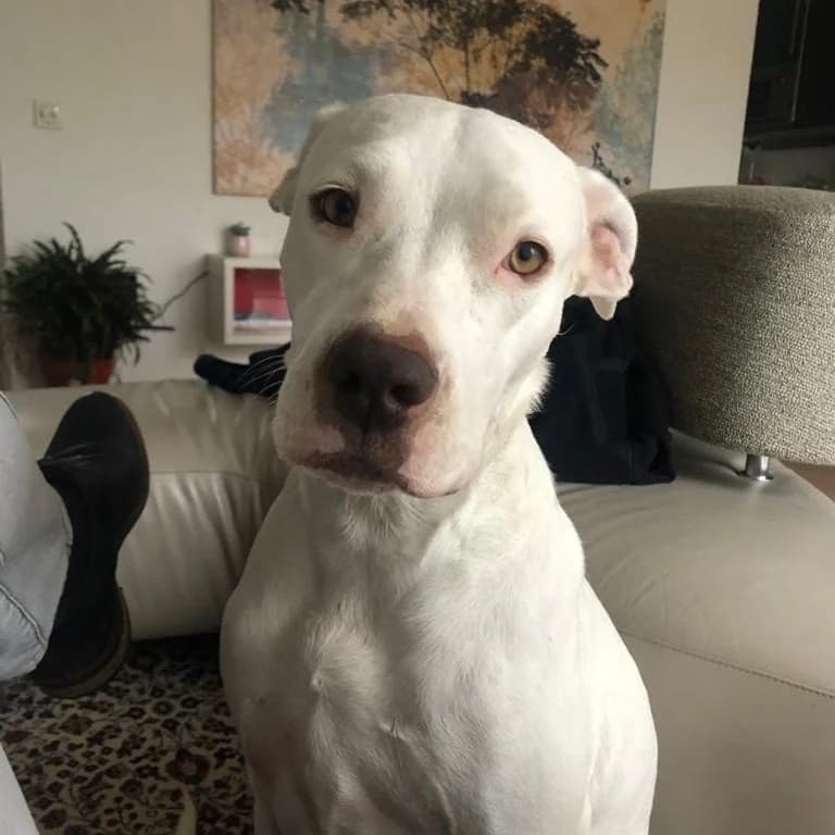 NICA, female senior Mixed Breed for adoption at ALAS Rescue Team, NL-wide