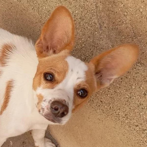 RAMONA, female puppy Mixed Breed for adoption at ALAS Rescue Team, NL-wide