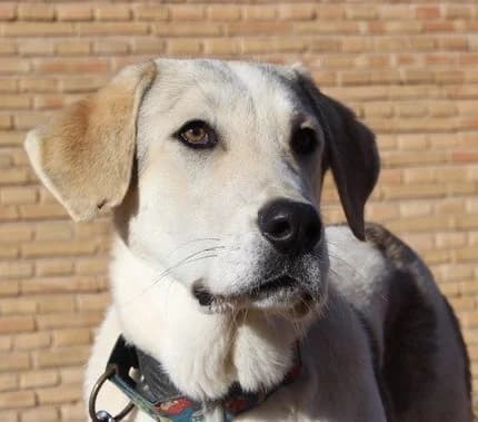 ROQUE, male young Mixed Breed for adoption at ALAS Rescue Team, NL-wide