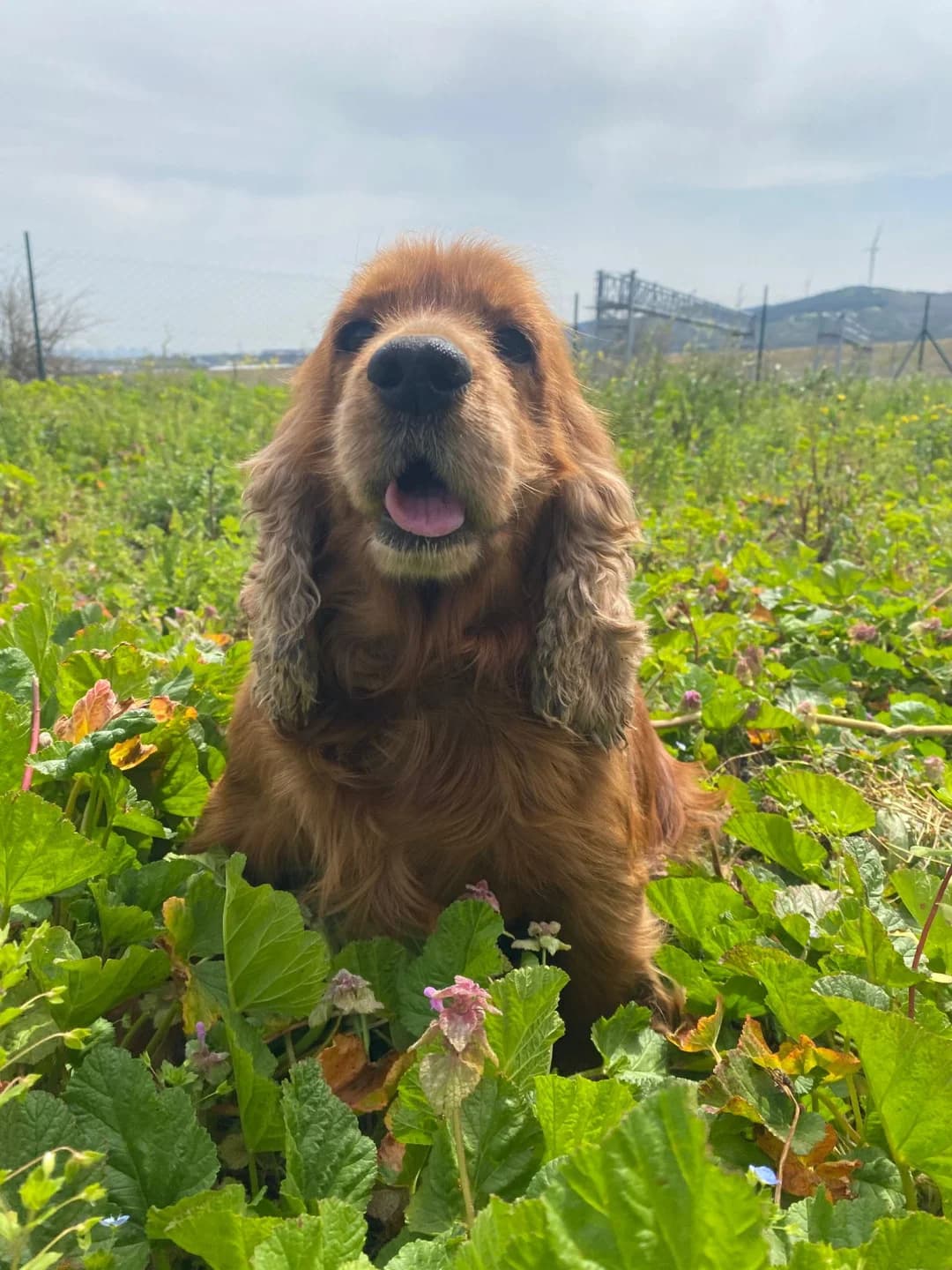 Athena, female puppy Cocker Spaniel for adoption at Stichting Animal Care Projects